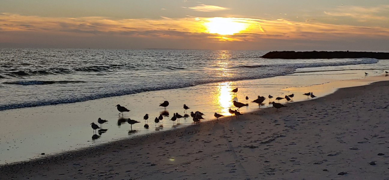 Seagulls at Long Beach NY